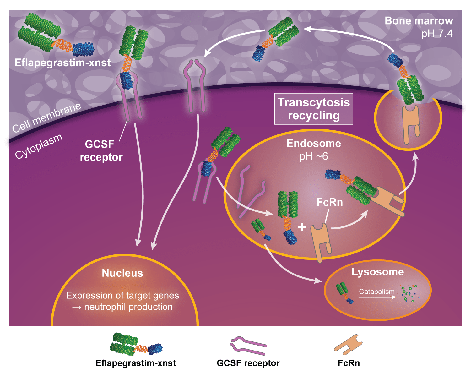 an illustration showing how rolvedon works within the body to combat severe neutropenia
