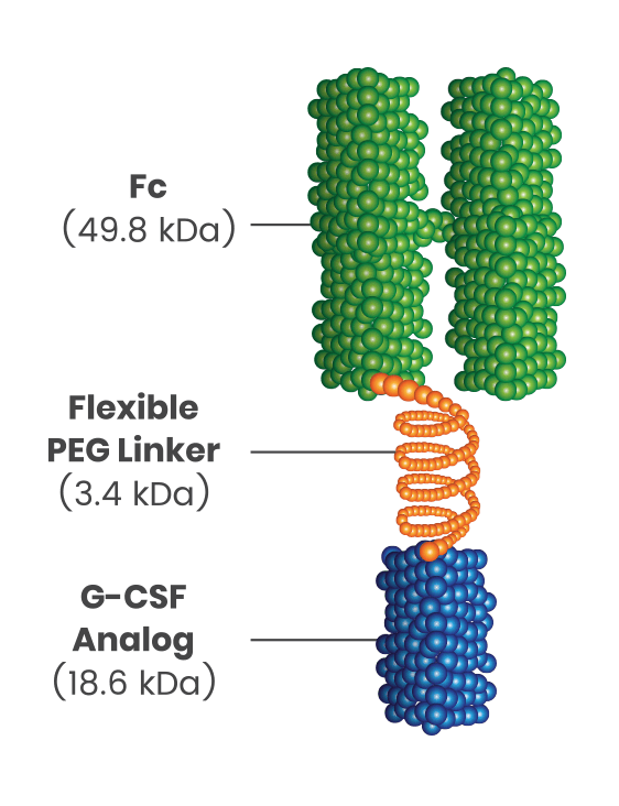 a molecular diagram that breaks down each component that makes up rolvedon. The three pieces include: Fc, flexible PEG linker, and G-CSF analog