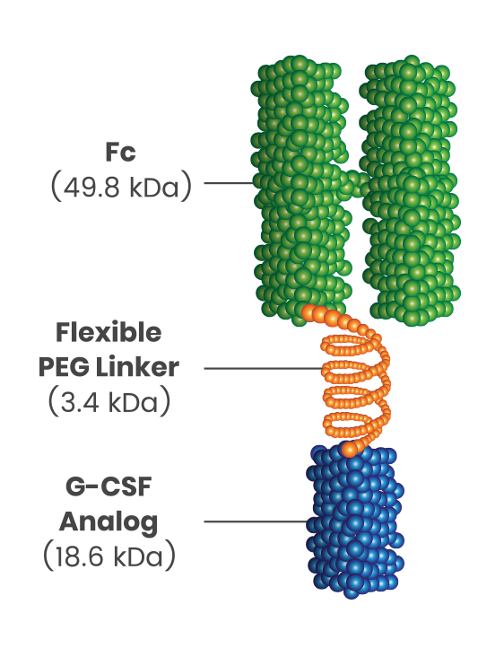 a molecular diagram that breaks down each component that makes up rolvedon. The three pieces include: Fc, flexible PEG linker, and G-CSF analog